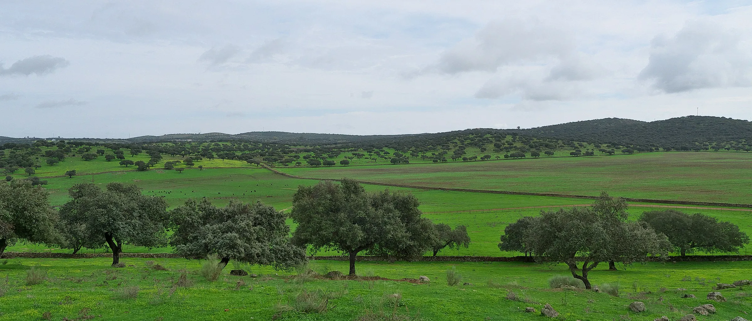 Vacas pastando en la dehesa de Castilla y León
